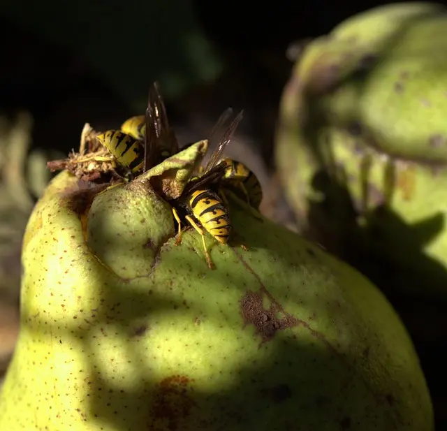 Las Mejores Mascarillas para la Piel
